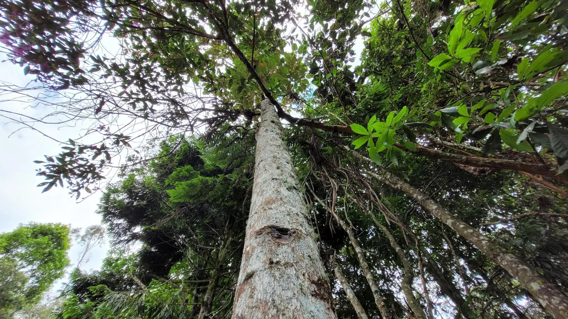 Hotel Refugio en el Bosque Medellín 0*, Santa Elena (Antioquia) Colombia