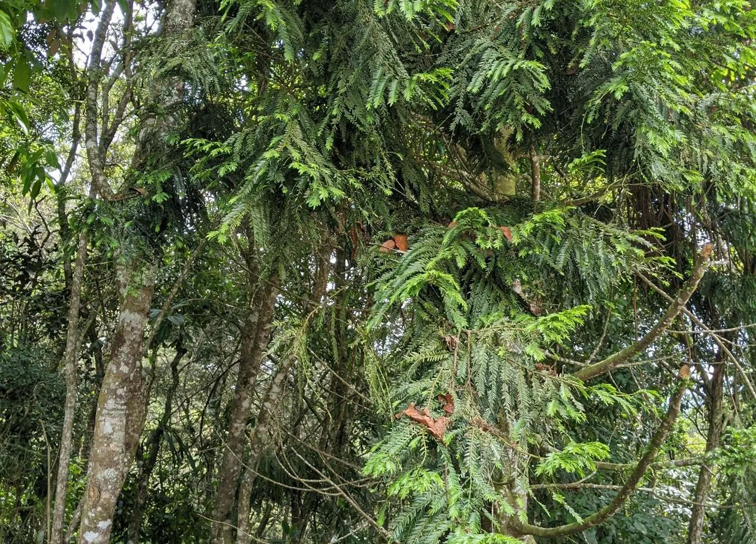 Pensión Hotel Refugio en el Bosque Medellín Colombia